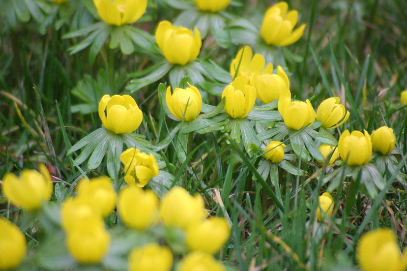 Frühlingsblüher Winterling - Winterling (Eranthis hyemalis) Hahnenfußgewächs Frühlingsblüher Winterling - Winterling (Eranthis hyemalis) Hahnenfußgewächs